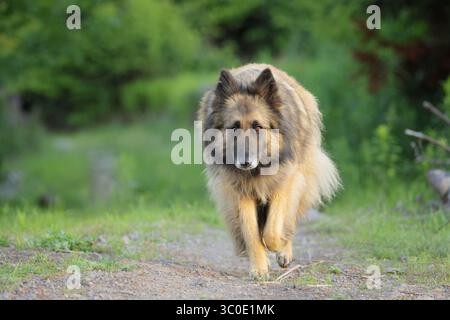 Belgian Tervuren shepherd outdoors on dirt road Stock Photo