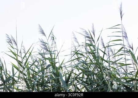 Reed in front of white background Stock Photo