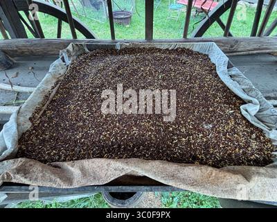 Place the chia seeds on a linen cloth to dry Stock Photo