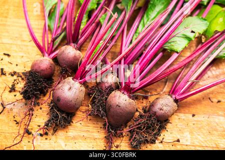 Freshly harvested beets, still covered in soil, are displayed on a wooden surface. Stock Photo