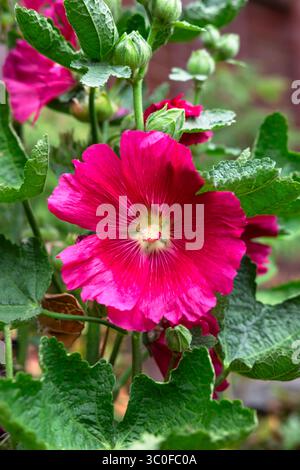 A vibrant, deep pink hollyhock flower is in full bloom, surrounded by its textured green leaves and unopened buds. Stock Photo