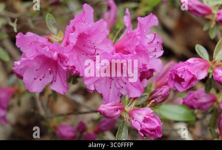 Rhododendron Purple Triumph, also called Vuykiana, compact flowering in spring UK Stock Photo