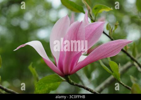 Magnolia Spectrum, flowering ornamental tree suitable for small garden. UK Stock Photo