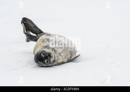 View of a playful Weddell seal pup with its dark eyes and mottled fur rolls on its back in the vast, icy expanse, Seymour Island, Antarctica. Stock Photo