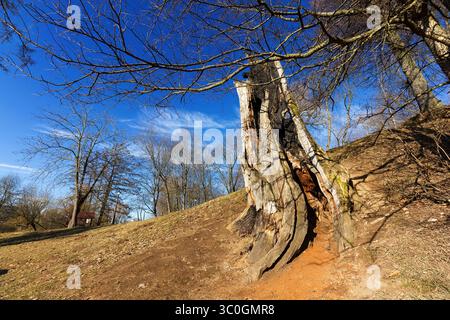 Landscape of very early spring. Trees illuminated by the sun, without leaves. The stump is dry in the foreground. Stock Photo