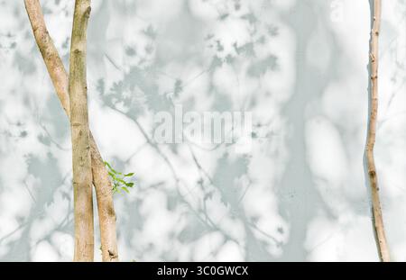 Sunlight and shadows on the wall from the branches of trees Stock Photo
