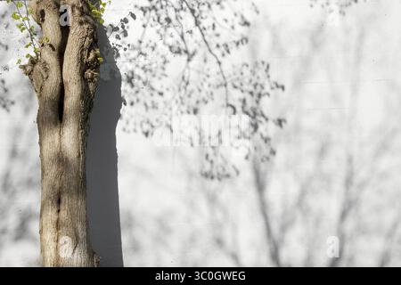 Sunlight and shadows on the wall from the branches of trees Stock Photo