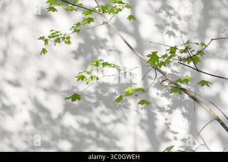 Natural leaves of a young maple tree with a shadow background, the shadow from the leaves and branches of a tree falling on a white concrete wall text Stock Photo