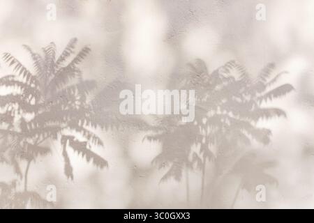 beautiful shadow from a palm tree Chamaedorea with carved leaves on a white plastered wall for your design Stock Photo