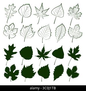 Set of autumn leaves of different trees. Stock Vector