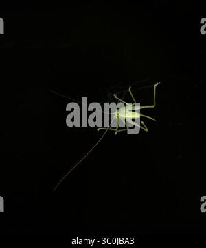 bush cricket on black glass Stock Photo