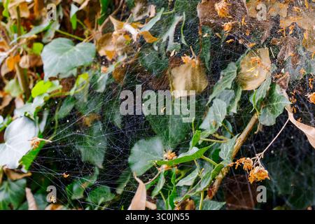 Delicate strands of spider silk weave through ivy and fallen leaves, catching glimmers of sunlight in a tranquil garden. Stock Photo