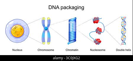 DNA packaging. From Chromosomes in Nucleus to Chromatin, Nucleosome with histones, and Double helix of DNA. Molecular biology. Detailed Vector poster Stock Vector
