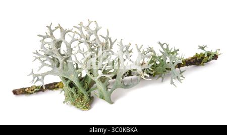 Iceland moss on a branch isolated on white background Stock Photo