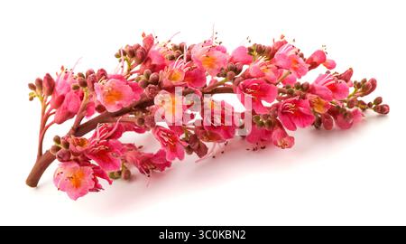 Red horse chestnut flowers isolated on white background Stock Photo