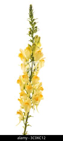 Butter and eggs flowers isolated on white Stock Photo