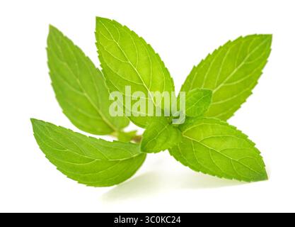 Fresh mint  isolated on white background Stock Photo