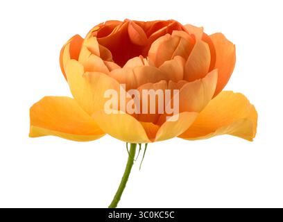 Austrian copper rose isolated on white Stock Photo