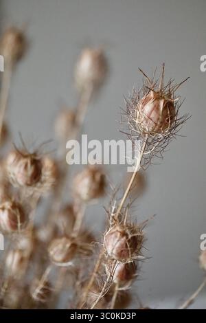 Macro photograph of dried Nigella damascena (Love-in-a-Mist) seed pods with intricate, spiky textures, isolated against a soft, neutral backgr Stock Photo