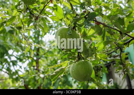 Fresh green apples with dew drops hanging on tree in orchard, organic fruit harvest in summer garden Stock Photo