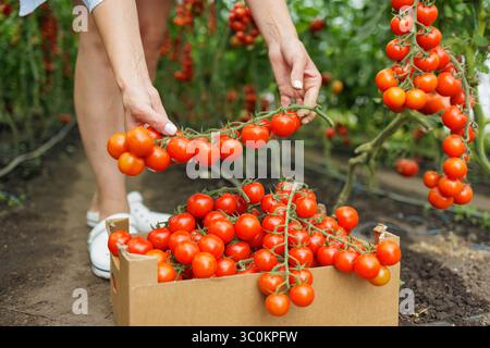 Freshly harvested organic tomatoes on eco farm, woman gathering ripe vegetables in greenhouse for healthy food Stock Photo