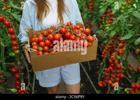Freshly picked tomatoes in a box, organic eco farm harvest, healthy ripe vegetables, sustainable agriculture, natural food Stock Photo