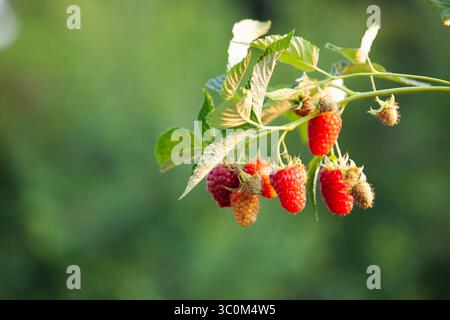 Ripe raspberries in soft evening light, growing on green bush. Close-up, copy space. Stock Photo