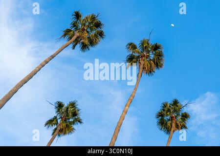 Tall palm trees and crescent moon against a blue sky Stock Photo