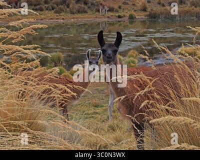 August 17, 2017 - Marcapomacocha, Junin, Peru - Wild llama on the prairies of Marcapomacocha in the Peruvian Andes (Credit Image: © Carlos Garcia Granthon/ZUMA Wire) Stock Photo