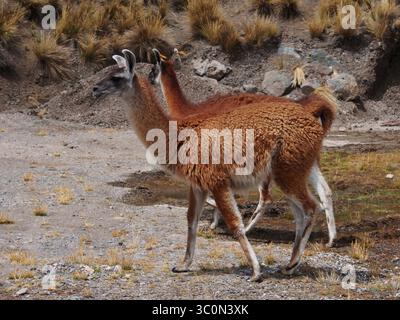 August 17, 2017 - Marcapomacocha, Junin, Peru - Couple of llamas on the prairies of Marcapomacocha in the Peruvian Andes (Credit Image: © Carlos Garcia Granthon/ZUMA Wire) Stock Photo