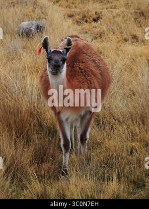 August 17, 2017 - Marcapomacocha, Junin, Peru - Lllama on the prairies of Marcapomacocha in the Peruvian Andes (Credit Image: © Carlos Garcia Granthon/ZUMA Wire) Stock Photo