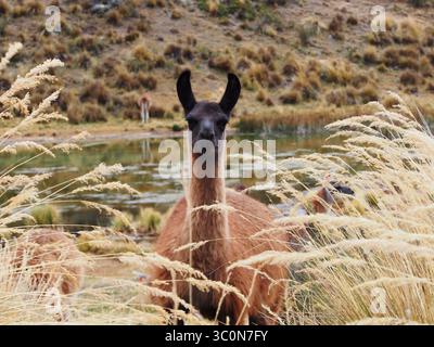 August 17, 2017 - Marcapomacocha, Junin, Peru - Couple of llamas on the prairies of Marcapomacocha in the Peruvian Andes (Credit Image: © Carlos Garcia Granthon/ZUMA Wire) Stock Photo