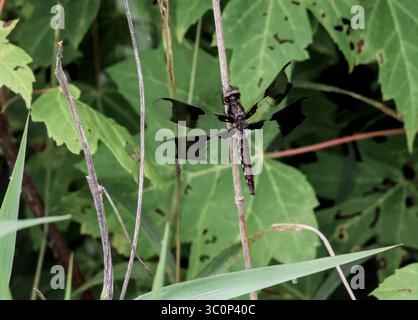 Widow Skimmer Dragonfly on Stick Among Woodland Leaves Stock Photo