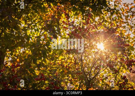 Beautiful rays of sunshine peeking through colorful bushes Stock Photo