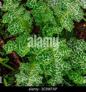 Milk thistle Detailed view of milk thistle leaves with sharp edges and white patterns on green surface. Stock Photo