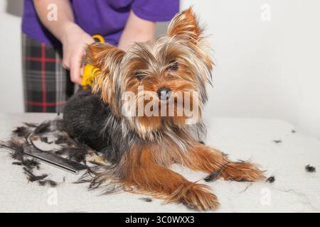 A Yorkshire Terrier is being groomed by a person in a comfortable indoor space. The dog's fur is being trimmed with clippers, showcasing careful handling and attention. High quality photo Stock Photo