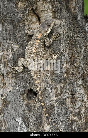 Agama lizard on tree trunk - camouflage Stock Photo