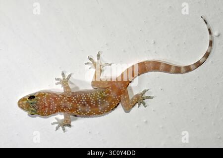 House gecko on wall Stock Photo
