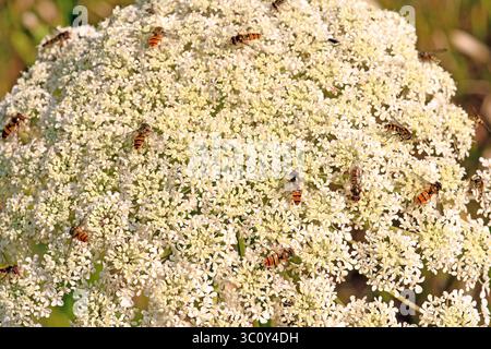 Hoverfly group on white flowers Stock Photo