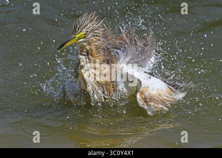 Squacco heron bathing Stock Photo
