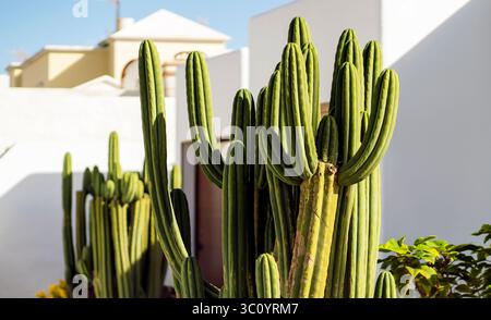 A green cactus on a white background, a cacti grows in the garden in a small cosy town. Stock Photo