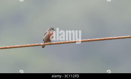 Chestnut-bellied Seedeater (Sporophila castaneiventris), Aves, Borja ...