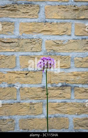 Purple colored flower stands out sharply against a brick wall Stock Photo