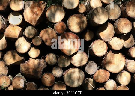 Pine trees after being felled waiting transport Stock Photo