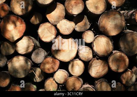 Pine trees after being felled waiting transport Stock Photo