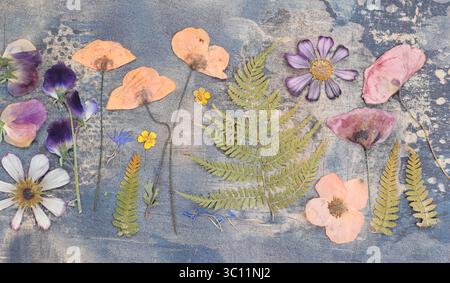 Pressed flowers including poppies, sweet peas, cosmos, buttercup and fern leaves. Stock Photo