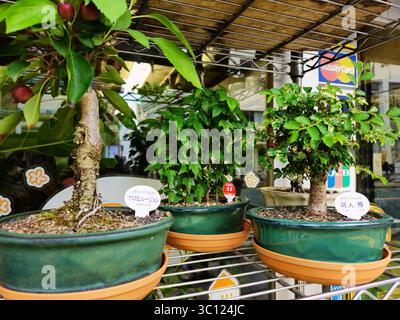 Mini Bonsai Trees on Japanese Storefront Shelf in Green Ceramic Pots Stock Photo