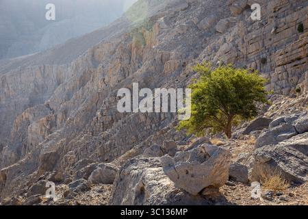 Hajar Mountains in Jebel Jais area, landscape of dry desert limestone mountain ridges with layered strata and couloirs and single acacia tree, UAE. Stock Photo