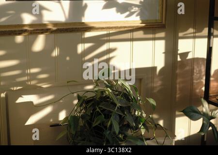 green plants on a shelf, seen in a soft summer sunlight and by a wall with shadows of other large and small plants Stock Photo