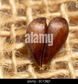 On a blurred golden hessian back background two shinny brown apple pips are combined to form a heart. It is a calming image in earthy colours. Stock Photo